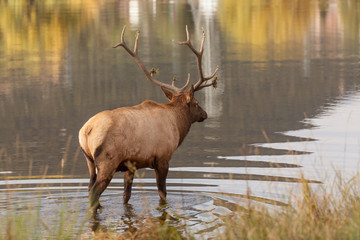 Bull Elk by Lake During the Fall Rut