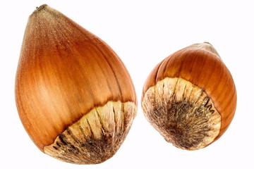 zwei Haselnüsse, freigestellt
