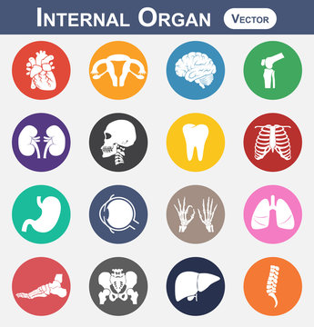 Internal Organ icon ( heart , uterus ( womb ), brain , knee , kidney , skull , neck , tooth , chest , stomach , eye , hands , lung , foot , pelvic , liver , spine ) ( medical and science icon )