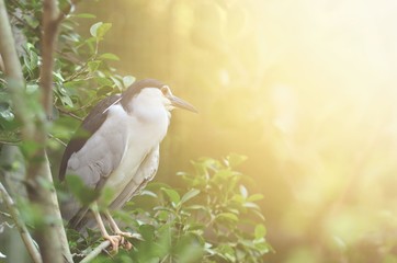 black-crowned night heron with flare light