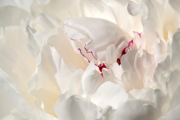 Closeup of the petals of a white peony