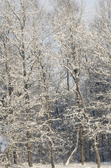 winter forest covered with snow