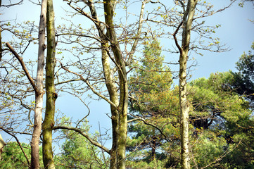 treetops