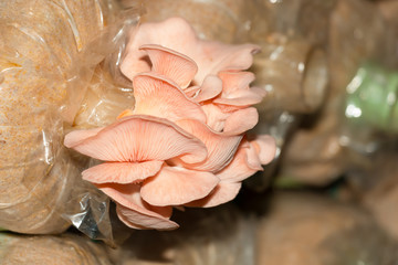 Pink oyster mushroom
