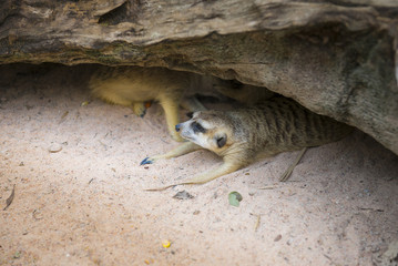 Obraz premium meerkat
