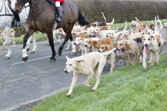 Fox hunt, horse and hounds