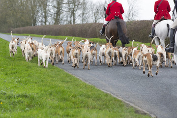 Fox Hunt, horses and hounds