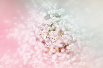 dreamy and blurred image of spring flowers. vintage filtered and toned