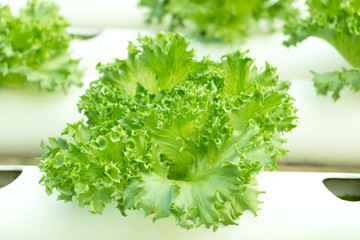 close-up of salad greens