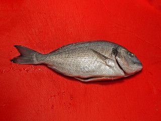 Dorada fish