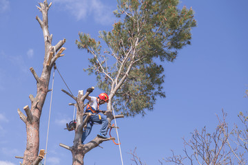 man pruning tree