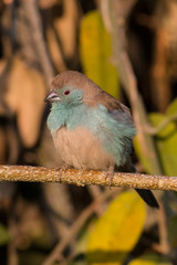Blue waxbill, Botswana