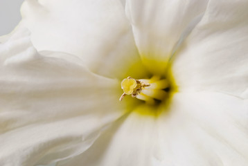 Wan white daffodil with a yellow core close up. Macro (shallow DOF)
