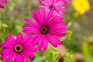 Obraz premium Pink Flowers