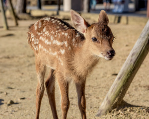 Young deer fawn in a Japan park