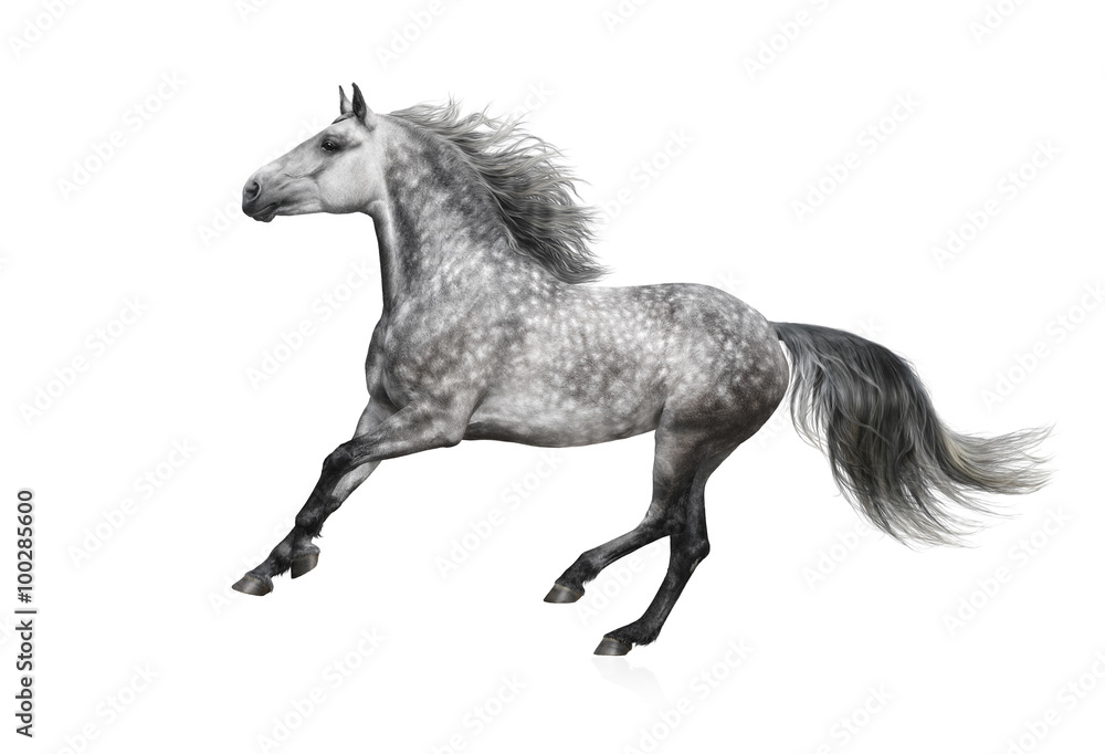 Sticker the grey andalusian stallion gallops on white background