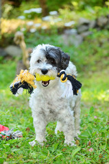 small poodle dog on the grass holding a colorful rope toy in the mouth.