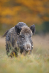 Wild boar, male, in autumn