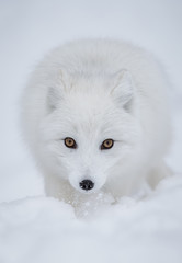 Arctic fox straight on in the snow