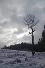 alone tree in winter