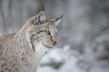 Lynx, in a winter forest