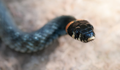 Grass snake in the nature