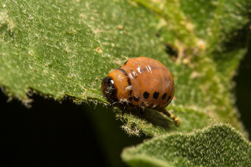 Larvae of colorado beetle on a green leaf