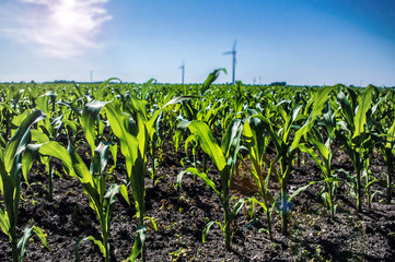Naklejka premium Corn field: young corn plants growing in the sun