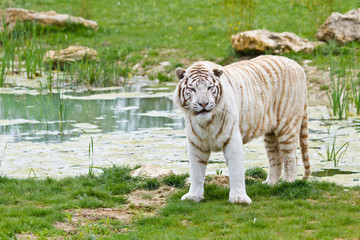 Fototapeta premium Weißer Bengal-Tiger (Panthera tigris tigris)