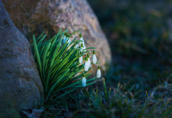 Group of snowdrop flowers between stones