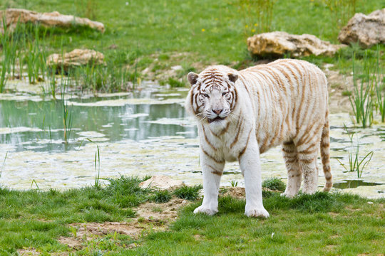 Fototapeta Weißer Bengal-Tiger (Panthera tigris tigris)