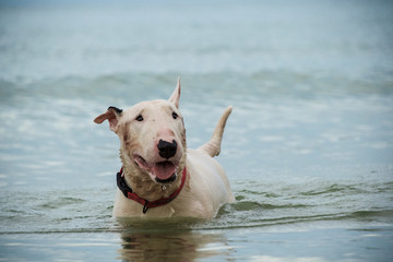 Bull Terrier Dog playing water
