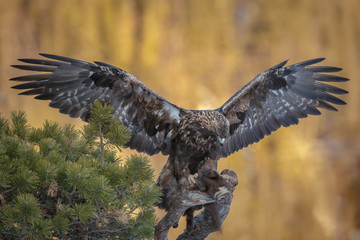 Golden eagle with marten