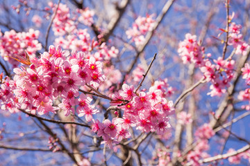 Close up of sakura flower with beautiful nature background