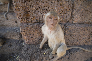 Young Crab Eating Macaque