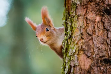 Acrylic prints Squirrel Curious red squirrel peeking behind the tree trunk