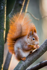 Fluffy red squirrel with winter fur sitting on the branch