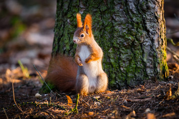 Cute red squirrel watches forest warily