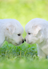 Mixed breed white puppies on light green background.