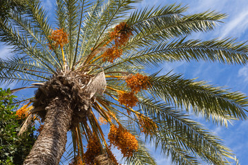 Fototapeta na wymiar closeup date palm on a blue sky background