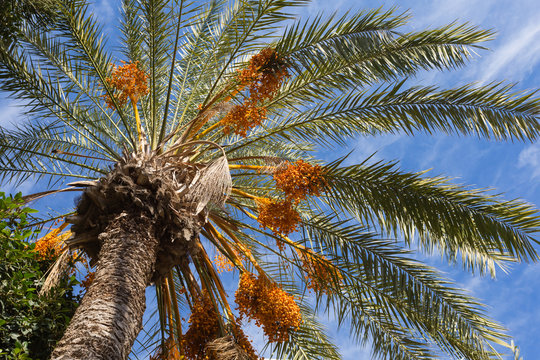 closeup date palm on a blue sky background