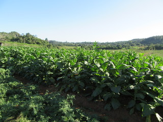 tobacco farm