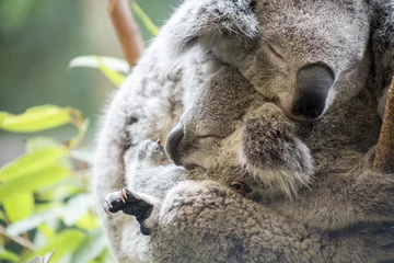 Keuken spatwand met foto Moeder en Joey koala knuffelen © Kylie Ellway
