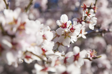 almond blossoms background