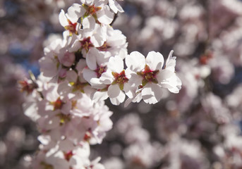 Naklejka premium almond blossoms background