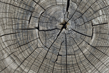 Wood ring