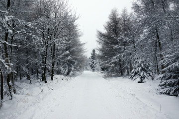 cold and snow in the woods