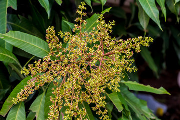 Mango flower 