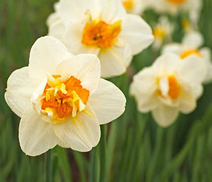 
Flowers daffodils 
