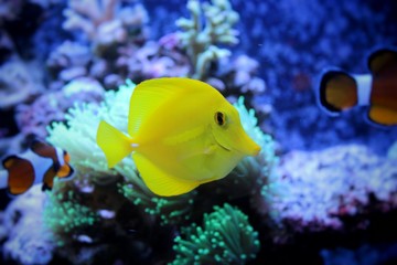 Obraz premium Yellow Tang (Zebrasoma flavescens)
